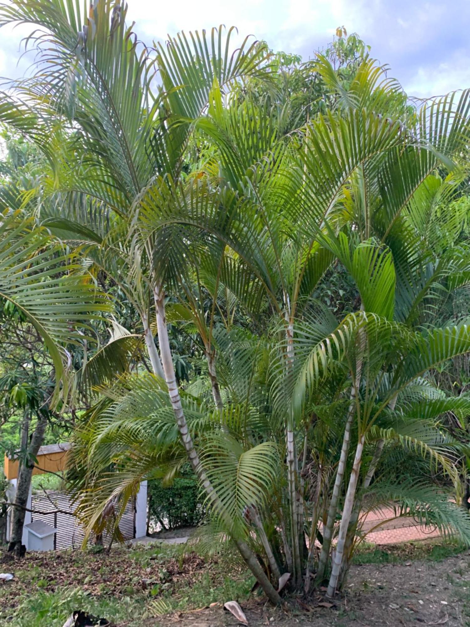 Areca Leisure Centre Chalet Anapoima
